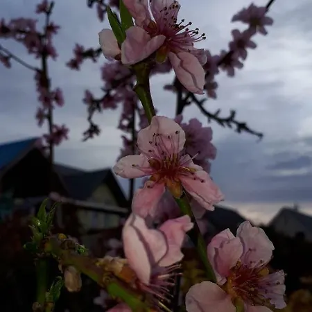 Rieslingstube Bei Britta & Joachim 公寓 Undenheim